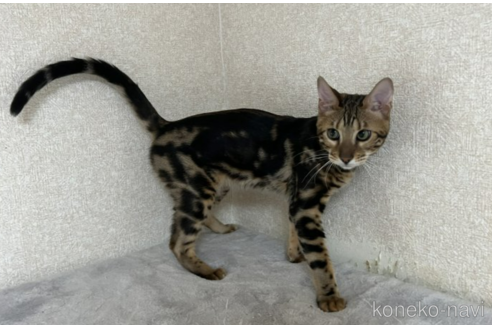 成約済の千葉県のベンガル-54630の3枚目